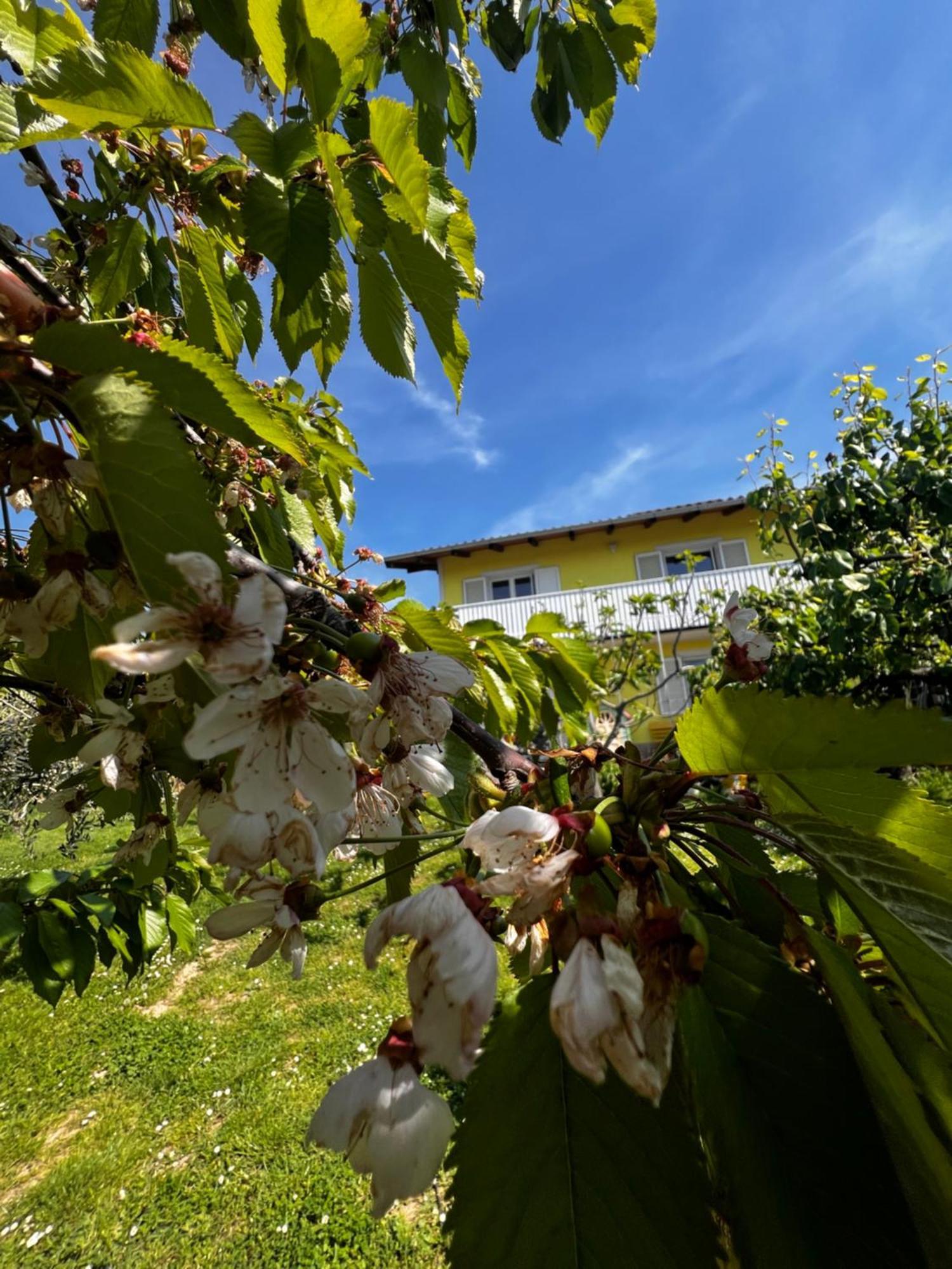 Appartement Na Kmetiji S Konji - Pogelsek à Ankaran Extérieur photo